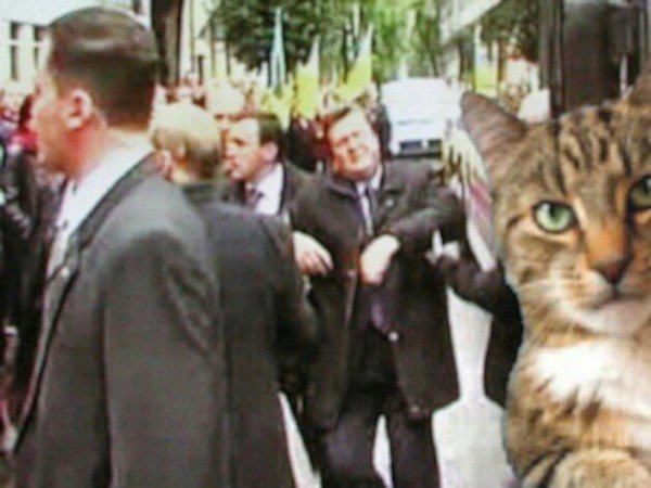 Бабуся, яка переписала хату на кота: інтернет жартує. ФОТО